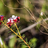 Fynbos - Funbos Bikes - Xplorio™ Gansbaai