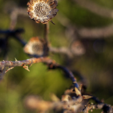 Fynbos - Funbos Bikes - Xplorio™ Gansbaai