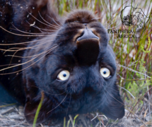 10 August 2024: Special Children's Visit at Panthera Africa!