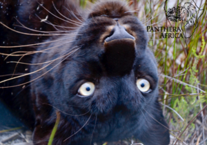 10 August 2024: Special Children's Visit at Panthera Africa!