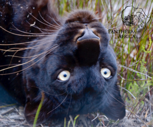 10 August 2024: Special Children's Visit at Panthera Africa!