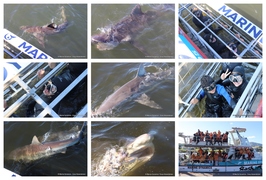 Daily Blog: 07 August 2024 | Shark Cage Diving in South Africa