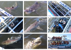 Daily Blog: 07 August 2024 | Shark Cage Diving in South Africa