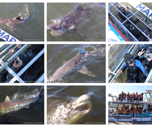 Daily Blog: 07 August 2024 | Shark Cage Diving in South Africa