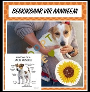 Still Waiting for a Loving Home: Sweet Male Jack Russell at BARC