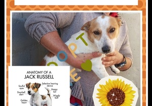 Still Waiting for a Loving Home: Sweet Male Jack Russell at BARC