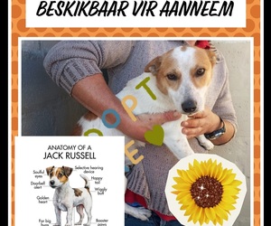 Still Waiting for a Loving Home: Sweet Male Jack Russell at BARC
