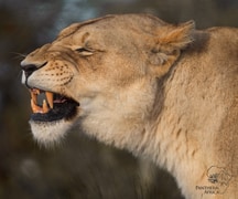 16 August 2024: Conscious Walk Through the Kingdom