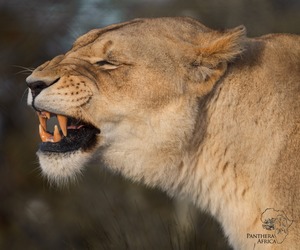 16 August 2024: Conscious Walk Through the Kingdom