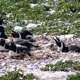 Dyer Island with Penguins - Marine Dynamics Whale Tours - Xplorio™ Gansbaai
