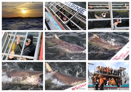 Daily Blog: 13 August 2024 | Shark Cage Diving in South Africa
