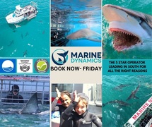 Next Shark Cage Diving Trip: 16 August 2024