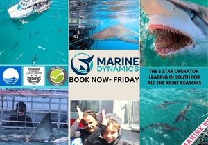 Next Shark Cage Diving Trip: 16 August 2024