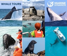 Next Whale Watching Trip: 16 August 2024