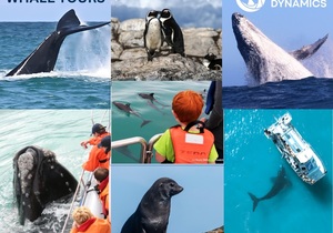 Next Whale Watching Trip: 16 August 2024