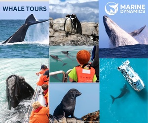 Next Whale Watching Trip: 16 August 2024