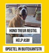 Lost Dog Found in Buitekant Street, Gansbaai