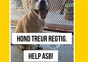 Lost Dog Found in Buitekant Street, Gansbaai