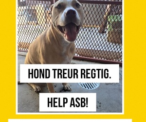 Lost Dog Found in Buitekant Street, Gansbaai