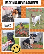 Dogs Up for Adoption at BARC Animal Welfare!