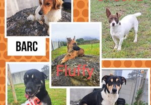 Dogs Up for Adoption at BARC Animal Welfare!