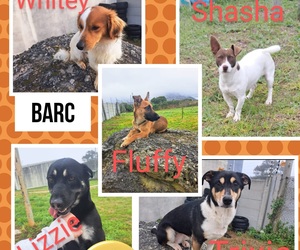 Dogs Up for Adoption at BARC Animal Welfare!