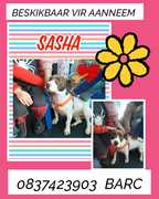 Adopt Sasha: Loving Young Dog Available for Adoption