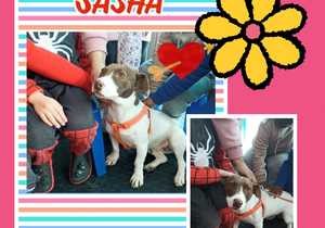 Adopt Sasha: Loving Young Dog Available for Adoption