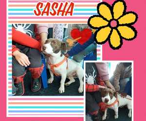 Adopt Sasha: Loving Young Dog Available for Adoption