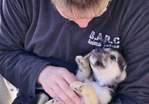 Help Us Care for Animals in Need by Donating