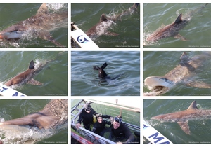 Daily Blog: 19 August 2024 | Shark Cage Diving in South Africa