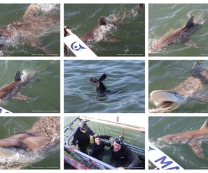 Daily Blog: 19 August 2024 | Shark Cage Diving in South Africa