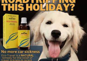 Natural Remedies for Pet Travel Sickness and Anxiety