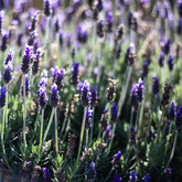 Sam's Garden - Casa Cello - Xplorio™ Stanford