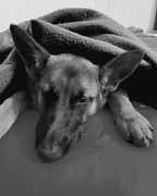 The Benefits of Neroli Oil for Pets!