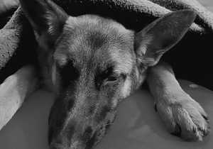 The Benefits of Neroli Oil for Pets!