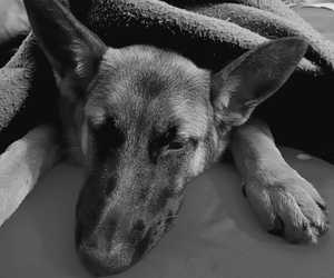 The Benefits of Neroli Oil for Pets!