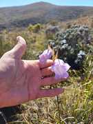 Spring Has Sprung at Grootbos Foundation!