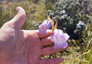 Spring Has Sprung at Grootbos Foundation!