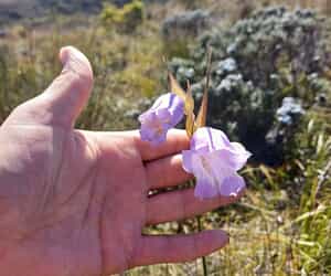 Spring Has Sprung at Grootbos Foundation!