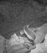 Unexpected Wildlife Moments Captured