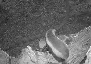 Unexpected Wildlife Moments Captured