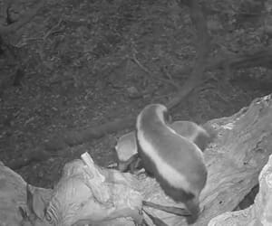 Unexpected Wildlife Moments Captured