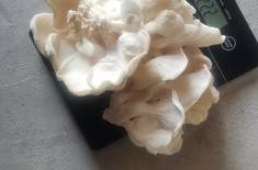 450556330_2334831440182330_6204438473763226226_n_1724745389