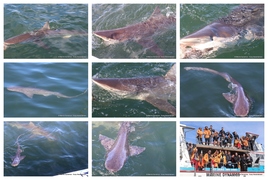 Daily Blog: 25 August 2024 | Shark Cage Diving in South Africa