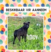 Meet Lucy: Ready for Her Forever Home!