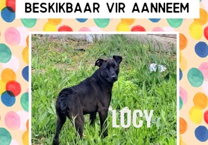 Meet Lucy: Ready for Her Forever Home!