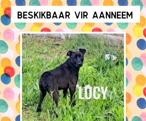 Meet Lucy: Ready for Her Forever Home!