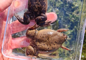 Endangered Cape Platannas Found Near Agulhas