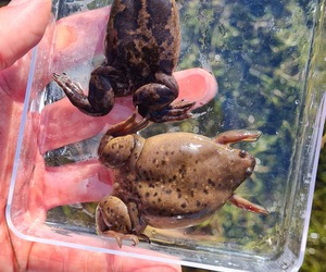 Endangered Cape Platannas Found Near Agulhas